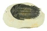 Bargain, Hollardops Trilobite Fossil - Ofaten, Morocco #287472-4